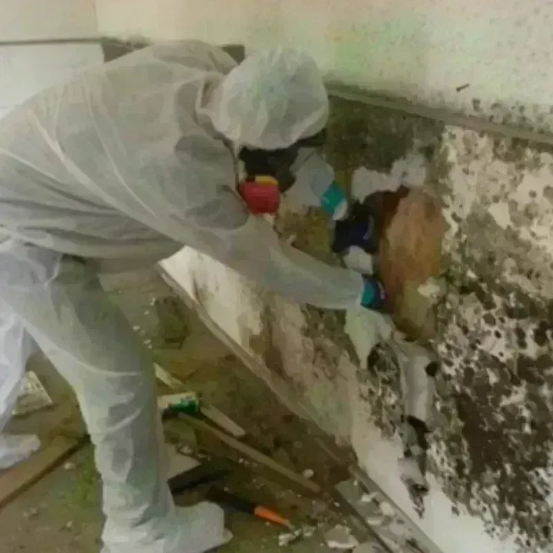 Mold Remediation and Removal in Gaines County, TX